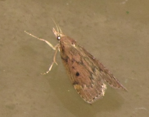 Aphomia sociella (Pyralidae)? S